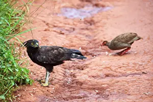 Perdicinae Prints: Long crested eagle (Lophaetus occipitalis) and Red-necked spurfowl (Pternistis afer) feeding on insects