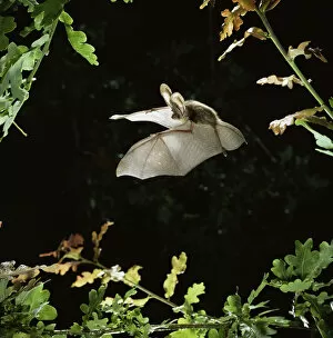 Long eared bat {Plecotus auritus} flying among oak leaves. Captive, UK