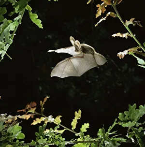 Long eared bat {Plecotus auritus} flying among oak leaves. Captive, UK