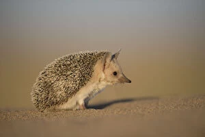 2018 November Highlights Gallery: Long-eared hedgehog (Hemiechinus auritus) Gobi Desert, Mongolia. May