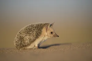 Long-eared hedgehog (Hemiechinus auritus) Gobi Desert, Mongolia. May