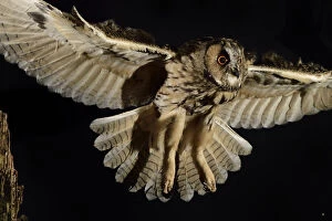 Germany Gallery: Long eared owl (Asio otus) in flight, taking off from oak tree snag
