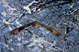 Long eared owl (Asio otus) in flight with snow. Germany, Europe
