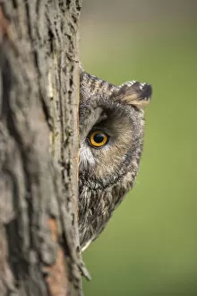 Long-eared owl (Asio otus) peering round tree trunk, captive, UK