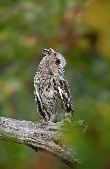 Strix Otus Prints: Long eared owl (Asio otus) perched on branch