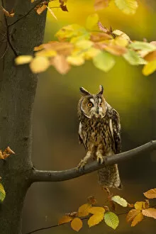 Owls Gallery: Long-eared owl (Asio otus) perched in tree amongst autumn leaves, Czech Republic, October
