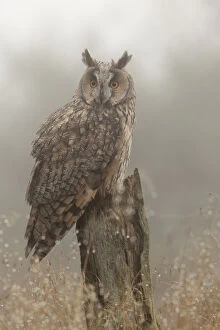 Images Dated 15th October 2008: Long-eared owl (Asio otus) on pine tree stump, North Yorkshire, captive, UK