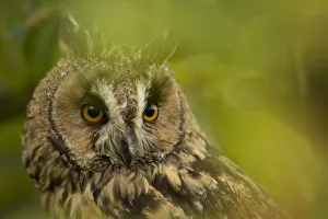 Strix Otus Prints: Long-eared owl (Asio otus) portrait, captive, England, UK, November