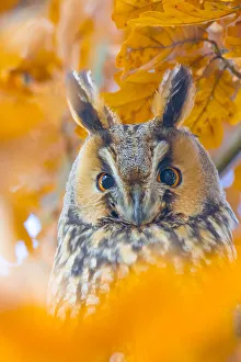 Long-eared owl (Asio otus) portrait, roosting in tree in autumn, The Netherlands Long-eared owl (Asio otus) portrait, roosting in tree in autumn, The Netherlands