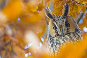 Long-eared owl (Asio otus) portrait, roosting in tree in autumn, The Netherlands