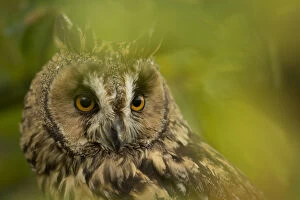 Images Dated 2nd November 2014: Long-eared owl (Asio otus) portrait, captive, England, UK, November