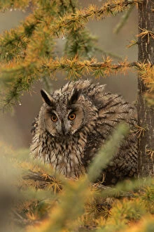 Long-eared owl (Asio otus) in the rain, perched with feathers puffed up, on larch
