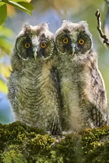 Alsace Gallery: Two Long-eared owl chick (Asio otus) perched in tree. Alsace. France
