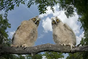 Images Dated 22nd July 2010: Two Long eared owl chicks (Asio otus) perching on tree branch in daylight, Pusztaszer