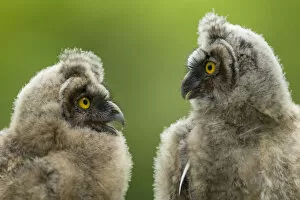 Two Long eared owl chicks (Asio otus) covered in down, Pusztaszer, Kiskunsagi National Park