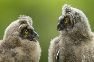 Images Dated 12th June 2008: Two Long eared owl chicks (Asio otus) covered in down, Pusztaszer, Kiskunsagi National Park