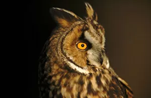 Images Dated 2nd April 2003: Long Eared Owl portrait, Germany