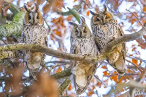 Long-eared owls (Asio otus) autumn, three owls roosting in tree, The Netherlands