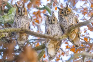 Long-eared owls (Asio otus) autumn, three owls roosting in tree, The Netherlands Long-eared owls (Asio otus) autumn, three owls roosting in tree, The Netherlands