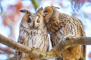 Autumn Gallery: Long-eared owls (Asio otus) autumn, two owls interacting while roosting in tree, social behaviour
