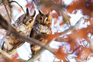 Autumn Gallery: Long-eared owls (Asio otus) two owls perching side by side in tree, The Netherlands