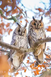 Strix Otus Prints: Long-eared owls (Asio otus) two owls perching side by side in tree
