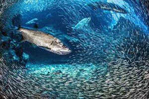2020 March Highlights Collection: Long exposure of a group of Tarpon (Megalops atlanticus) hunt Silversides (Atherinidae