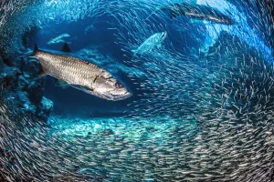 Long exposure of a group of Tarpon (Megalops atlanticus) hunt Silversides (Atherinidae