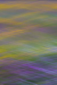 Images Dated 20th June 2013: Long exposure with panning of field of wild flowers in traditional hay meadow