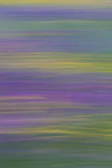 Abstract Collection: Long exposure with panning of field of wild flowers in traditional hay meadow