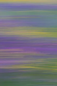 Trifolium Prints: Long exposure with panning of field of wild flowers in traditional hay meadow