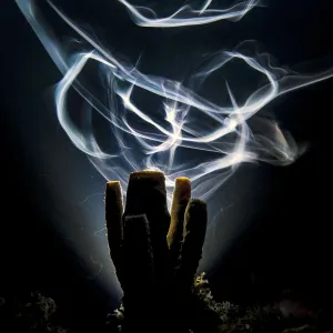 A long exposure renders Bar jacks (Carangoides ruber) as ghostly trails as they swim