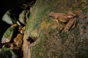 Toad Prints: Long fingered slender toad (Ansonia longidigita) male calling from top of rock as female below approaches