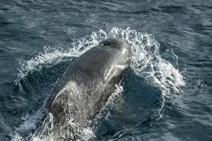 Delphinidae Prints: Long-finned pilot whale (Globicephala melas) surfacing, South Pacific Ocean
