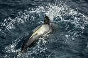 Delphinidae Prints: Long-finned pilot whale (Globicephala melas) surfacing, South Pacific Ocean