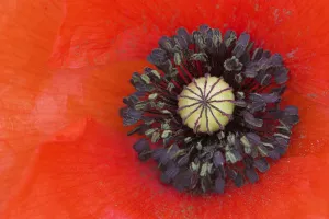 Long headed poppy (Papaver dubium) close up of flower centre, Sussex, UK