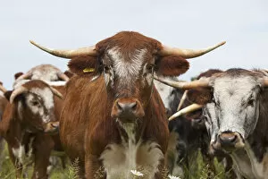 Long Horn cattle in meadow, Norfolk, UK July