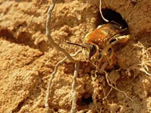 Long Horned Bee Prints: Long-horned bee (Eucera longicornis) female