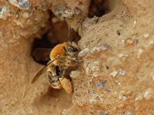 Long Horned Bee Prints: Long-horned bee (Eucera longicornis) female