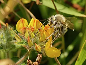 Lotus Prints: Long-horned bee (Eucera longicornis) male