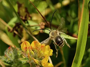 Legume Prints: Long-horned bee (Eucera longicornis) male