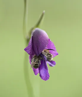 Middle East Prints: Long-horned bee (Eucera sp. ), two crawling into Wild gladiolus (Gladiolus atroviolaceus)