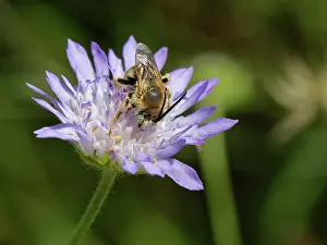 Dipsacaceae Prints: Long-horned bee (Tetraloniella sp)