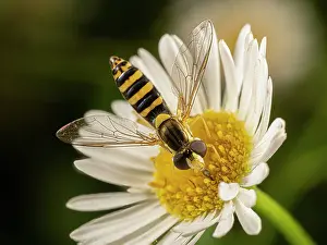 Syrphidae Prints: Long hoverfly (Sphaerophoria scripta) nectaring on a Daisy (Asteraceae)