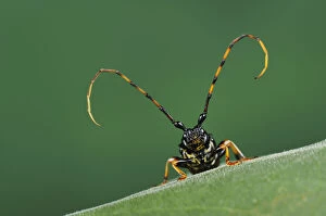Antennae Gallery: Long-jawed longhorn beetle (Trachyderes mandibularis) close up head portrait, Dinero