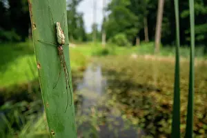 Chelicerata Prints: Long-jawed orb weaver (Tetragnatha extensa) female