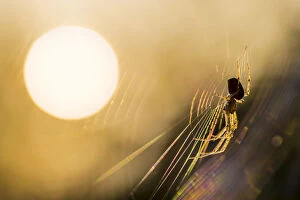 Arachnid Gallery: Long-jawed orbweaver (Metellina segmentata) in web at sunset. Dunwich Heath, Suffolk