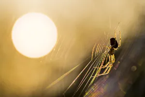 Long-jawed orbweaver (Metellina segmentata) in web at sunset. Dunwich Heath, Suffolk