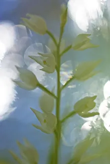 Long leaved helleborine (Cephalanthera longifolia) in flower, Monte Sacro, Gargano National Park