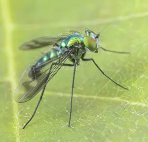 Iridescence Prints: Long-legged fly (Condylostylus patibulatus) portrait